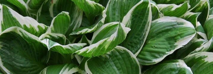 Grüne Blätter mit weißen Rändern